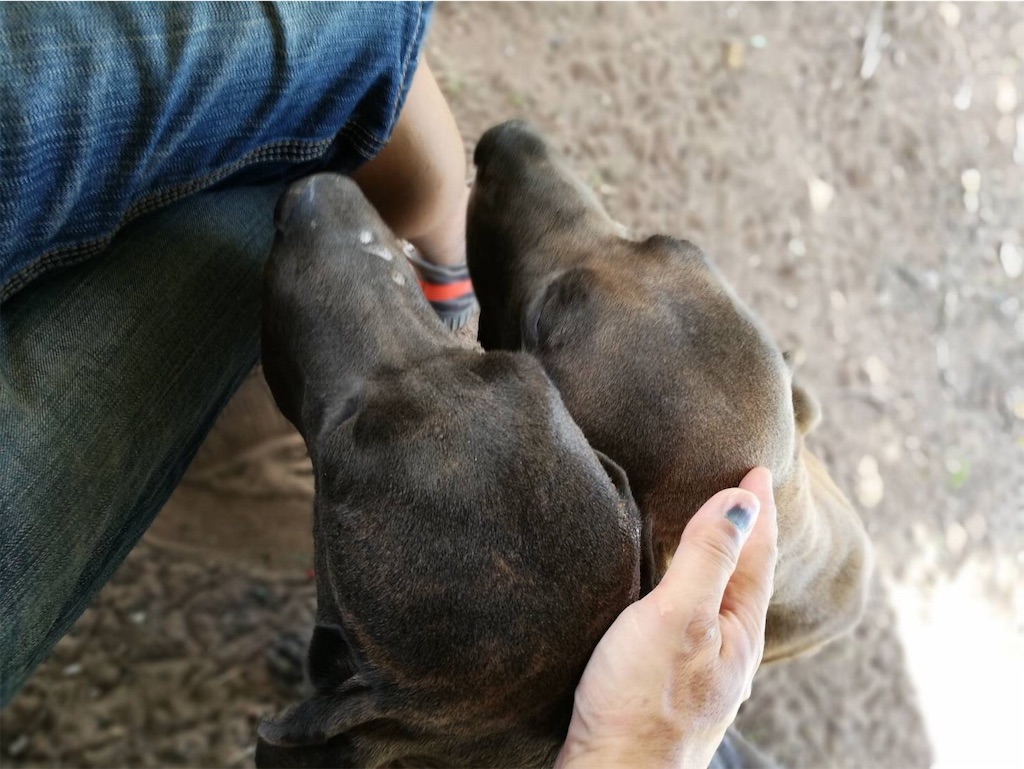 ドゴアルヘンティーノを再び飼おうかと思うにつき Bacione Thailand