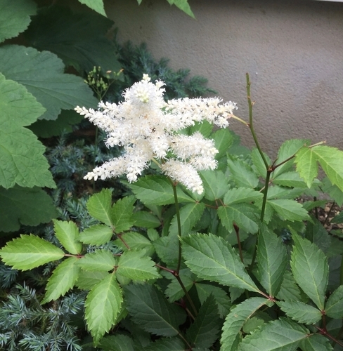 f:id:Jardinage:20190526075051j:plain