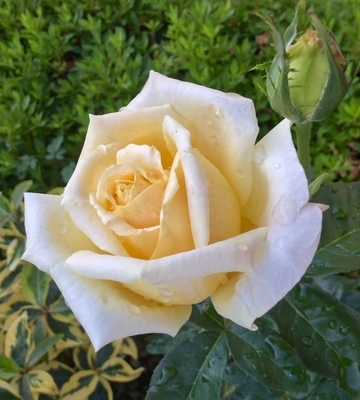 f:id:Jardinage:20190603123129j:plain f:id:Jardinage:20190603123129j:plain