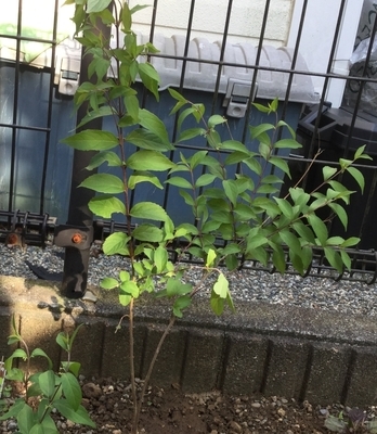 f:id:Jardinage:20190619085516j:plain