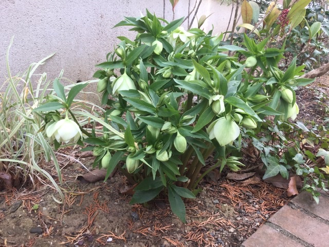 f:id:Jardinage:20200215121425j:plain