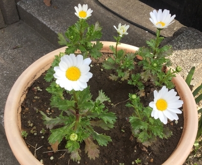 f:id:Jardinage:20200225094304j:plain