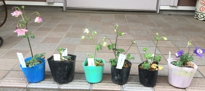 f:id:Jardinage:20200416150133j:plain