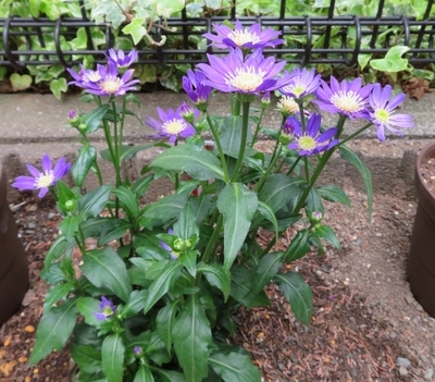 f:id:Jardinage:20200417132648j:plain f:id:Jardinage:20200417132648j:plain