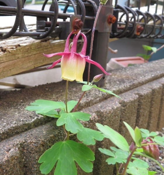 f:id:Jardinage:20200501174744j:plain f:id:Jardinage:20200501174744j:plain