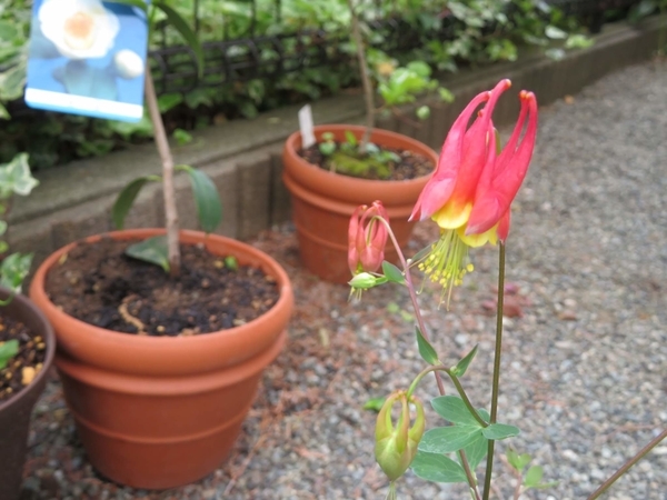 f:id:Jardinage:20200501174802j:plain f:id:Jardinage:20200501174802j:plain