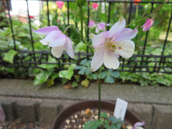 f:id:Jardinage:20200501185735j:plain f:id:Jardinage:20200501185735j:plain
