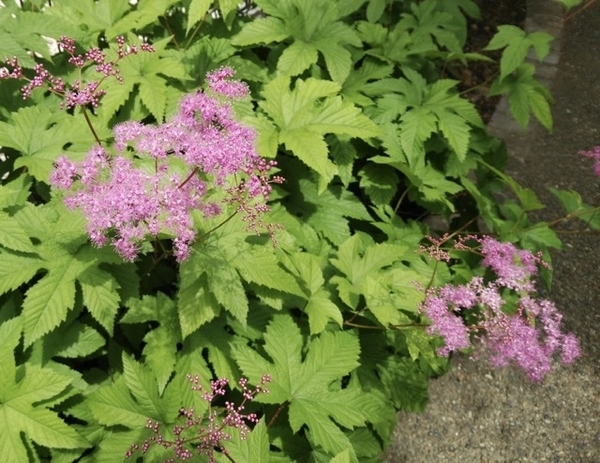 f:id:Jardinage:20200515194302j:plain