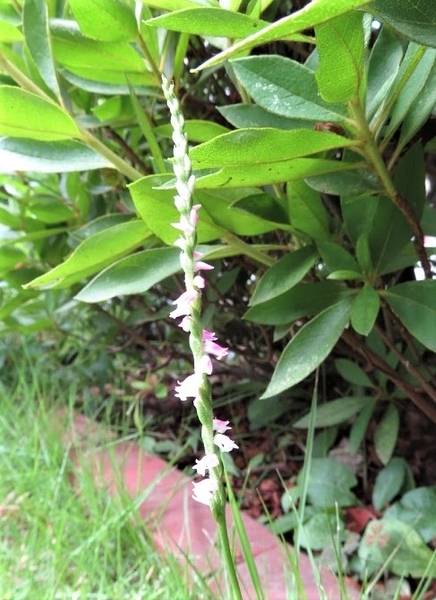 f:id:Jardinage:20200621134538j:plain f:id:Jardinage:20200621134538j:plain