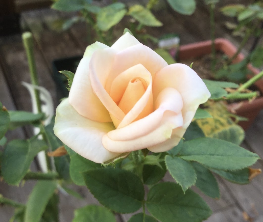 f:id:Jardinage:20200904134729j:plain f:id:Jardinage:20200904134729j:plain