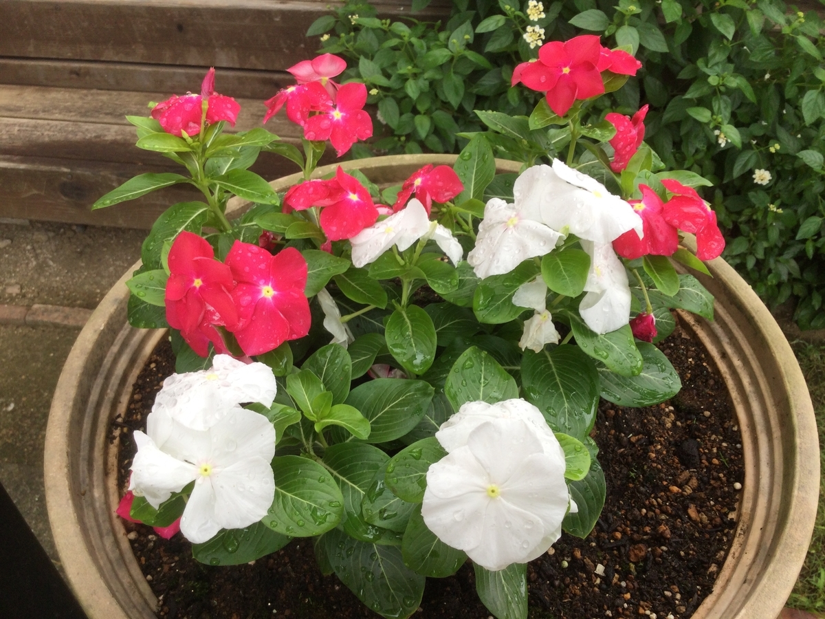 f:id:Jardinage:20200923084244j:plain f:id:Jardinage:20200923084244j:plain