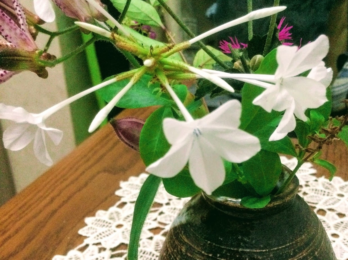f:id:Jardinage:20201022140734j:plain