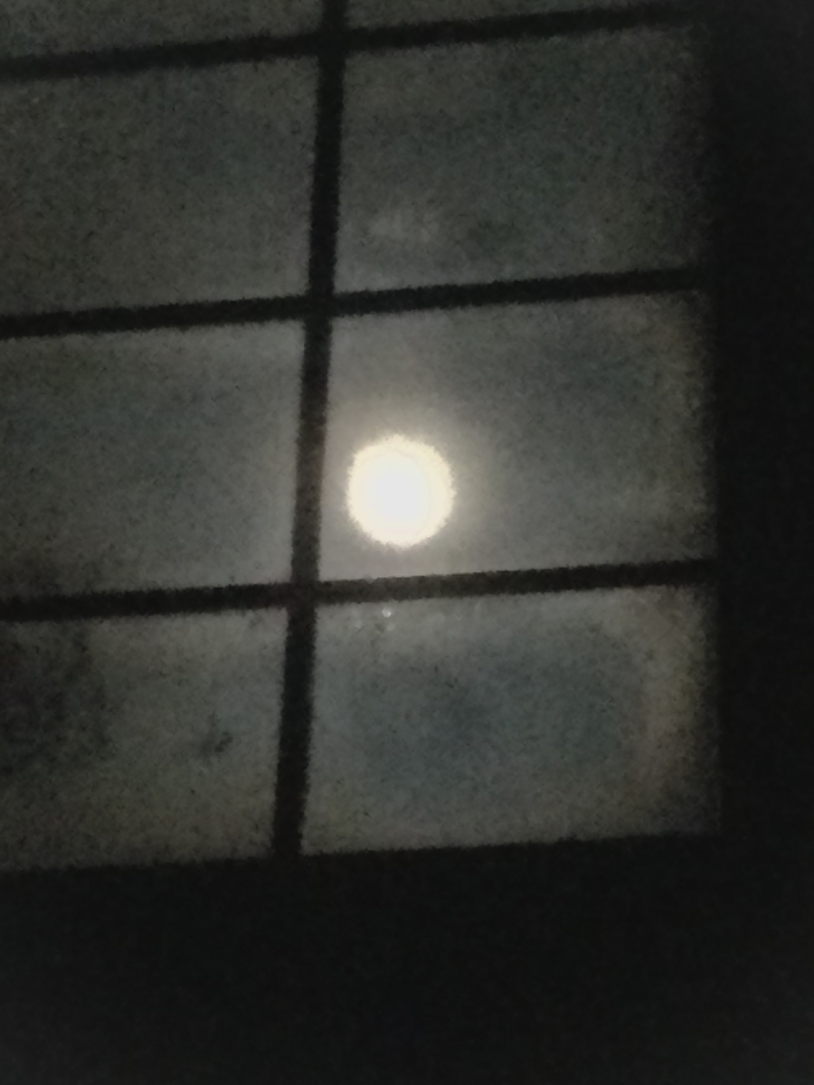 f:id:Jardinage:20201231041833j:plain