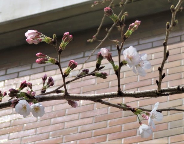 f:id:Jardinage:20210319131458j:plain