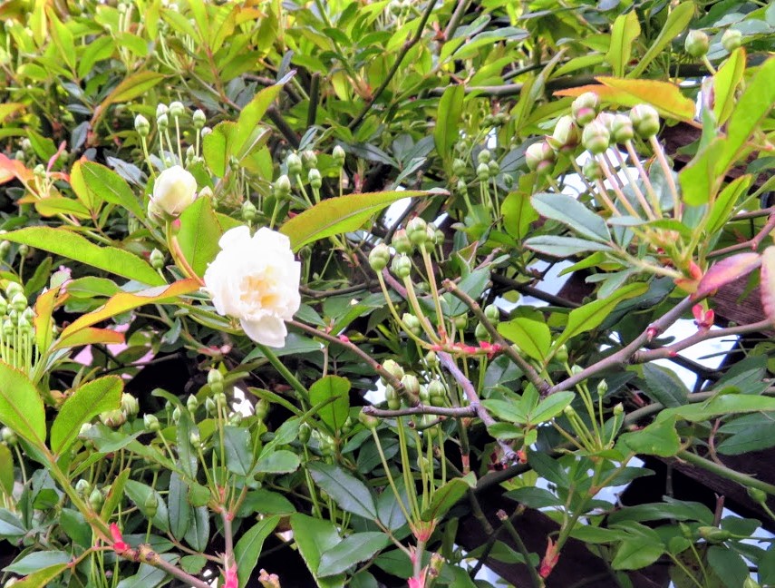 f:id:Jardinage:20210319132005j:plain