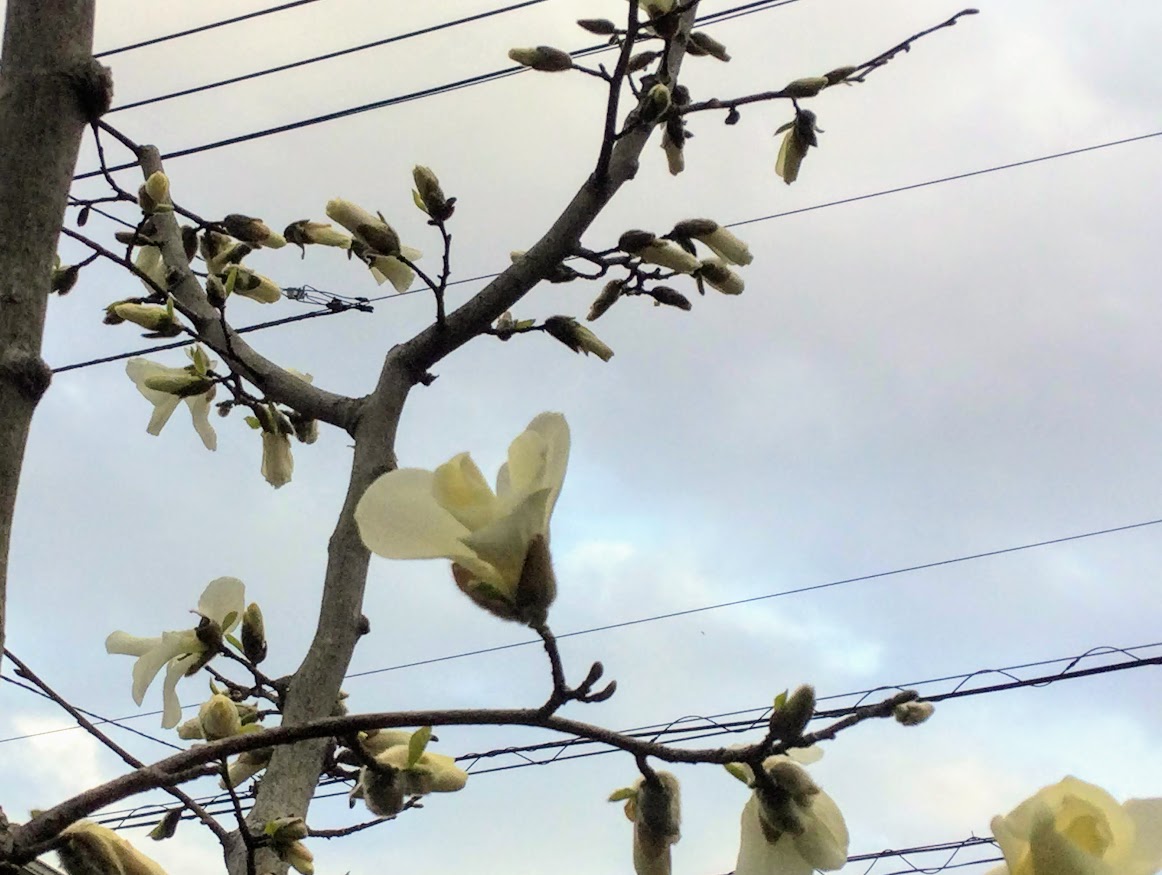 f:id:Jardinage:20210321020904j:plain