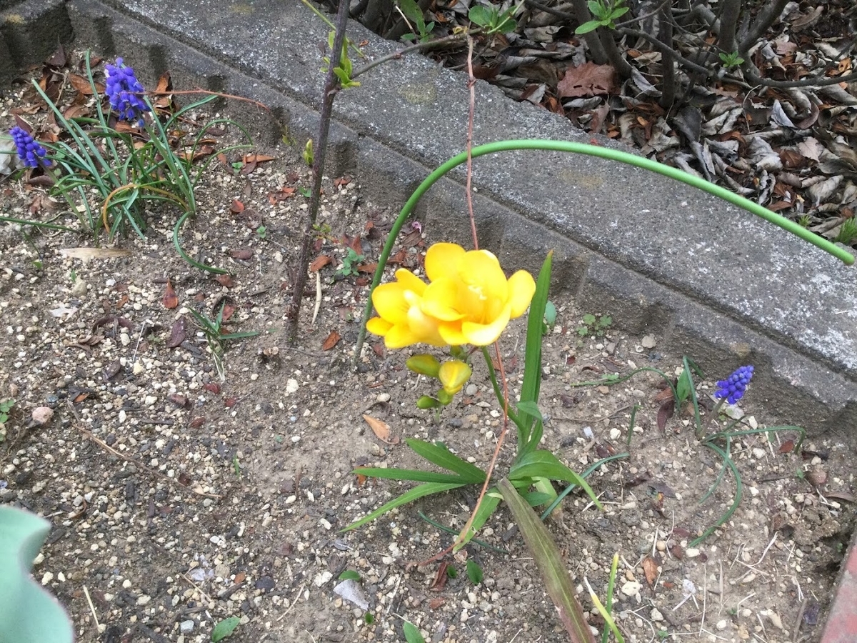 f:id:Jardinage:20210321022450j:plain