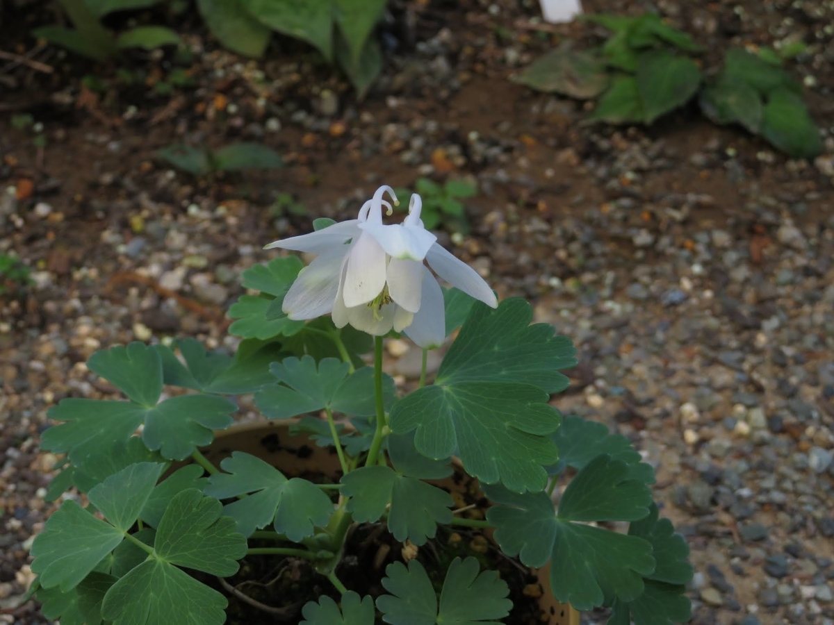 f:id:Jardinage:20210502232620j:plain