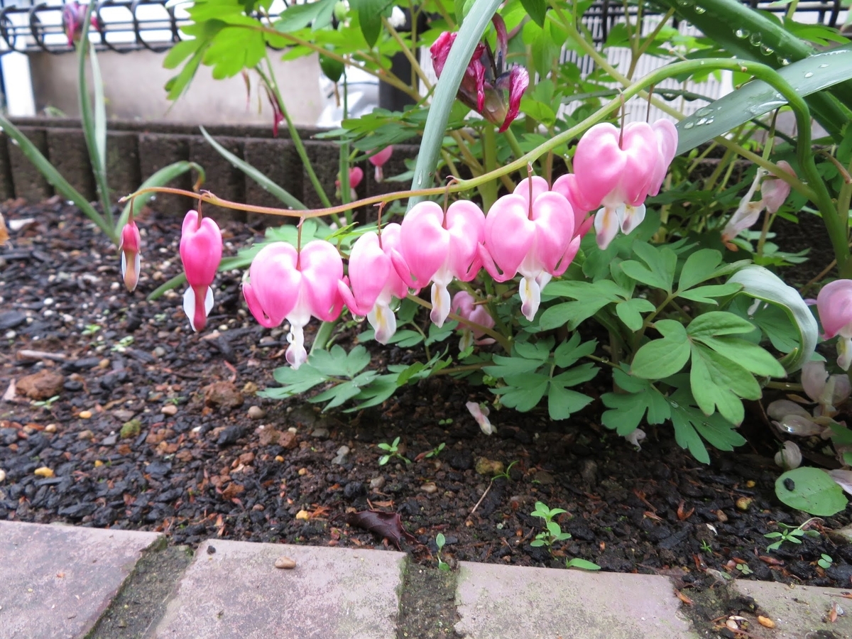 f:id:Jardinage:20210502232646j:plain