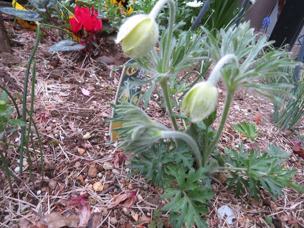 f:id:Jardinage:20210503000934j:plain