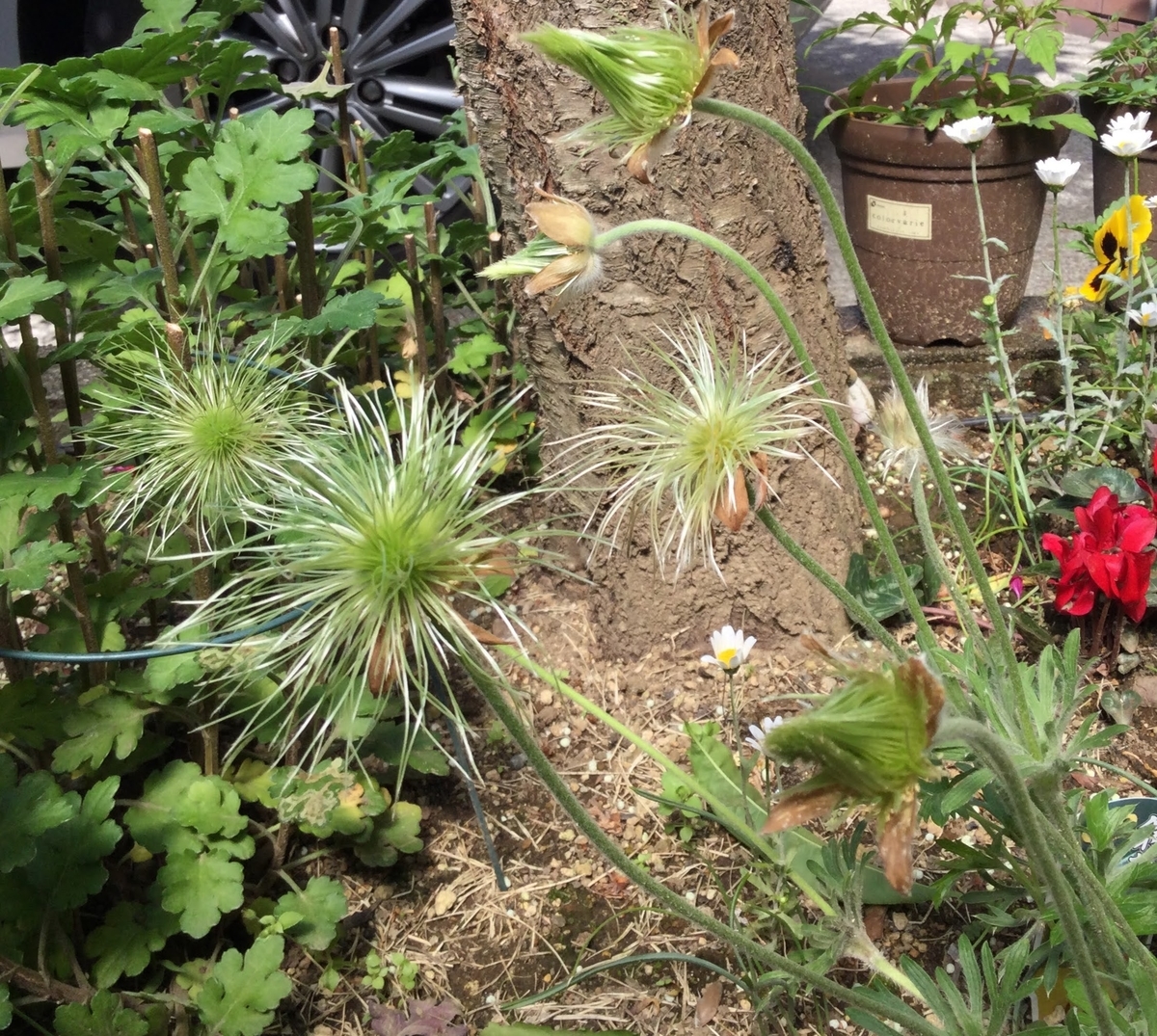 f:id:Jardinage:20210503000943j:plain