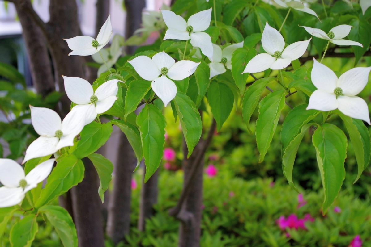 f:id:Jardinage:20210503010851j:plain