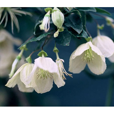 f:id:Jardinage:20210504155458p:plain