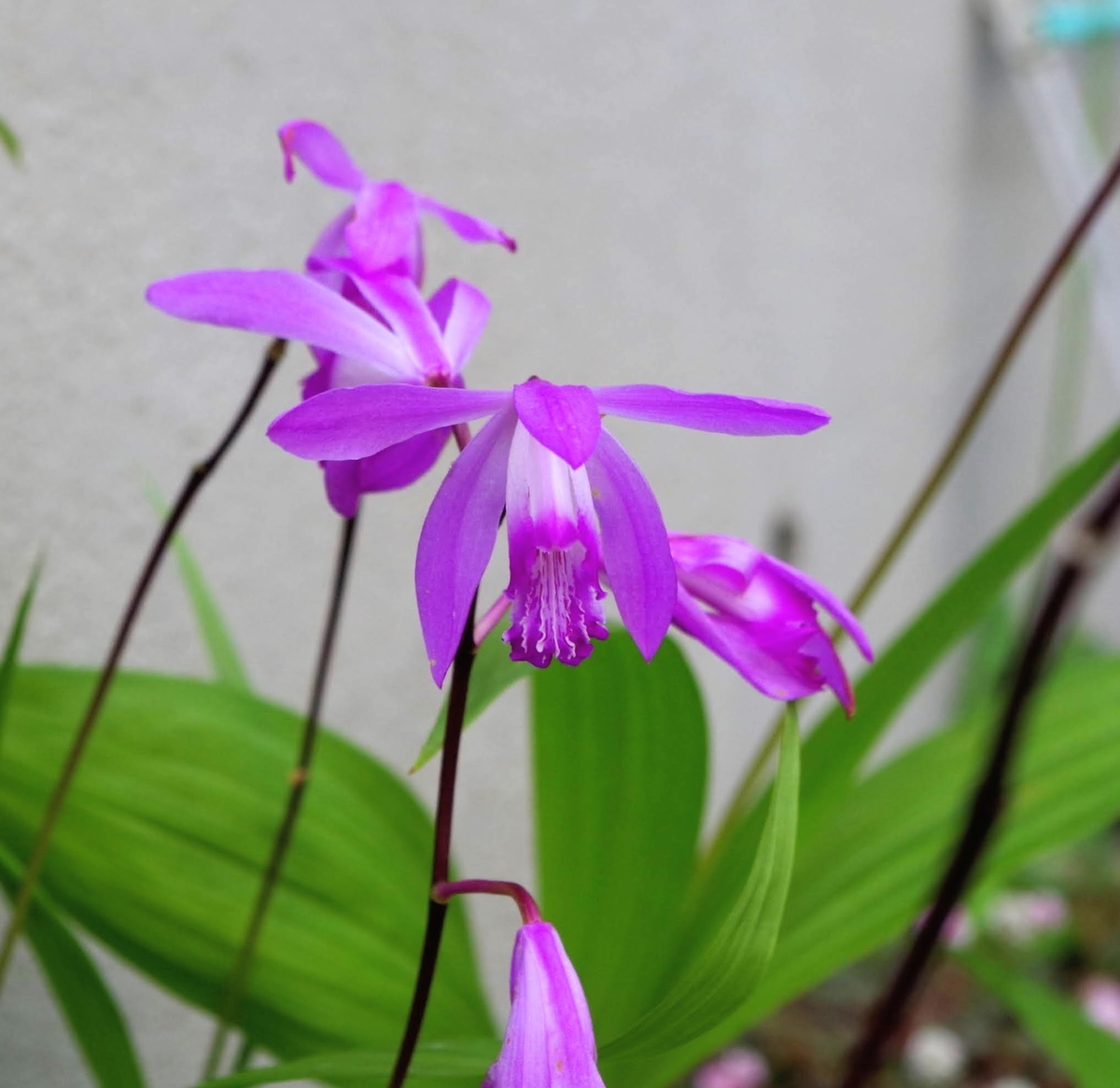 f:id:Jardinage:20210504162017j:plain