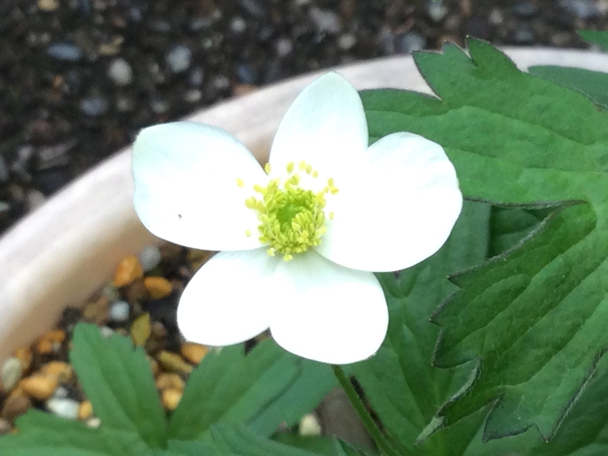 f:id:Jardinage:20210524003636j:plain