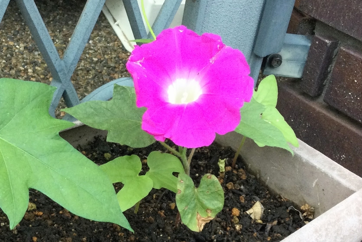 f:id:Jardinage:20210528013243j:plain