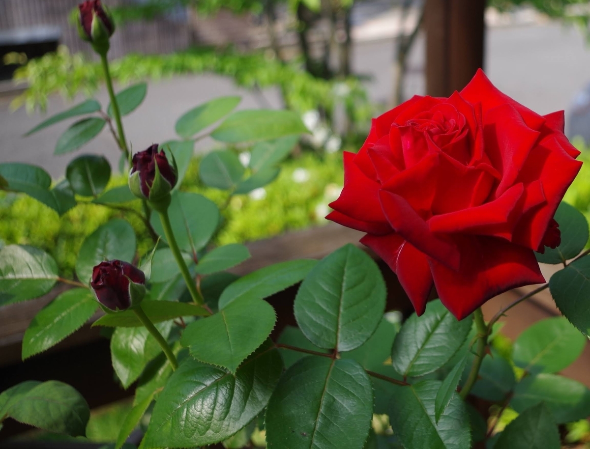 f:id:Jardinage:20210531100327j:plain