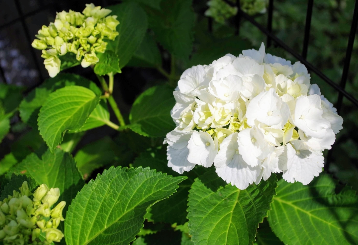 f:id:Jardinage:20210531154150j:plain