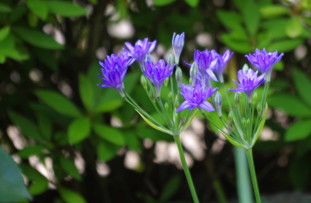 f:id:Jardinage:20210531154337j:plain