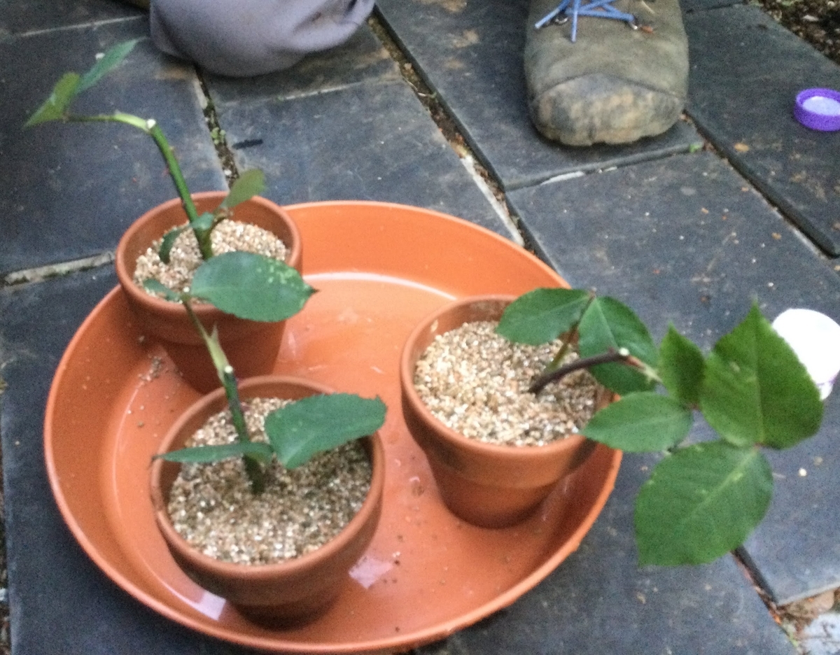 バラの挿し木 挑戦 その① - 季節の草花と一緒にお茶でも