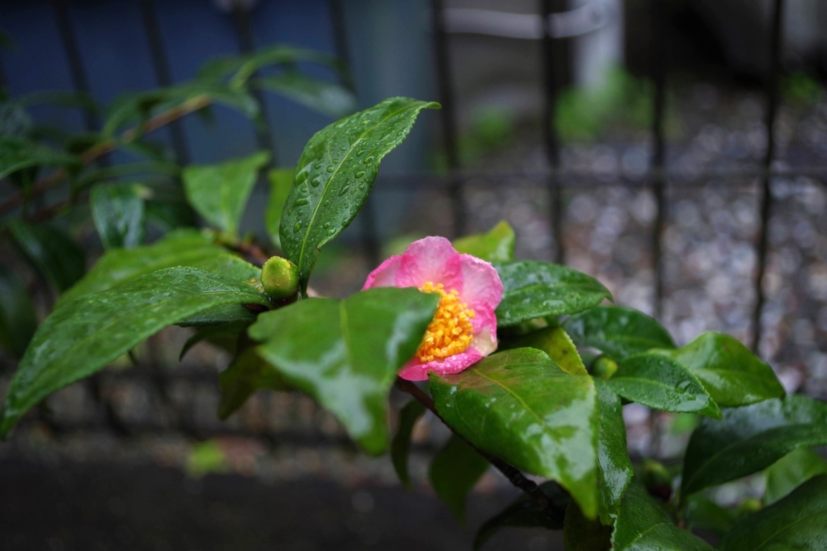 f:id:Jardinage:20210904153954j:plain
