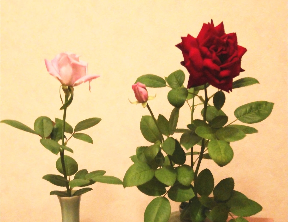 f:id:Jardinage:20211013174853j:plain