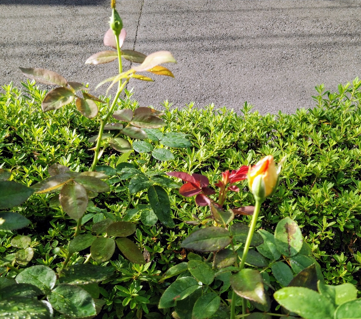 f:id:Jardinage:20211013175220j:plain