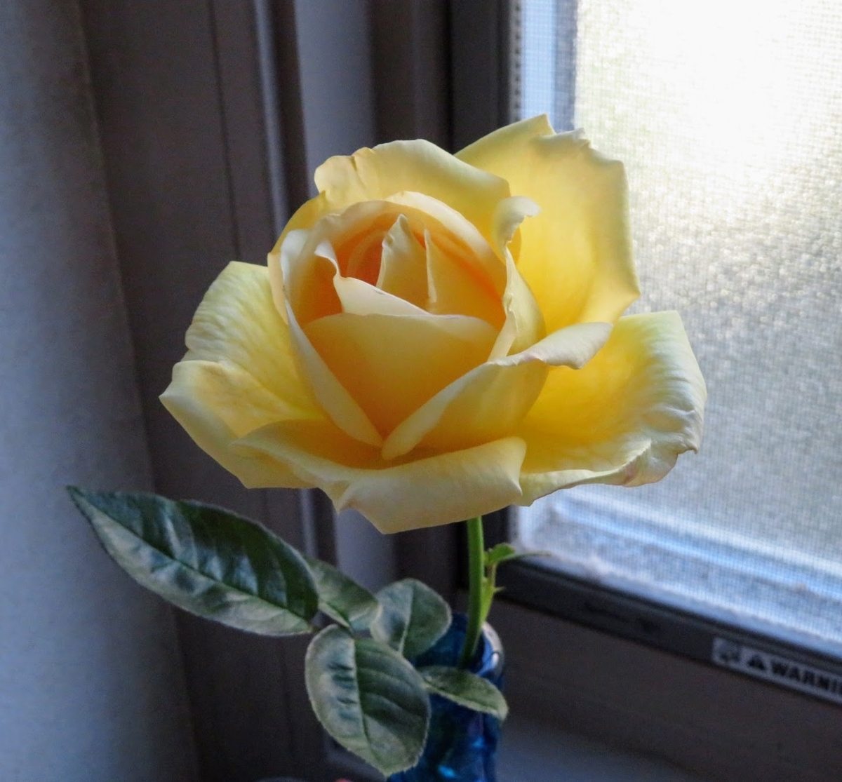 f:id:Jardinage:20211013184031j:plain