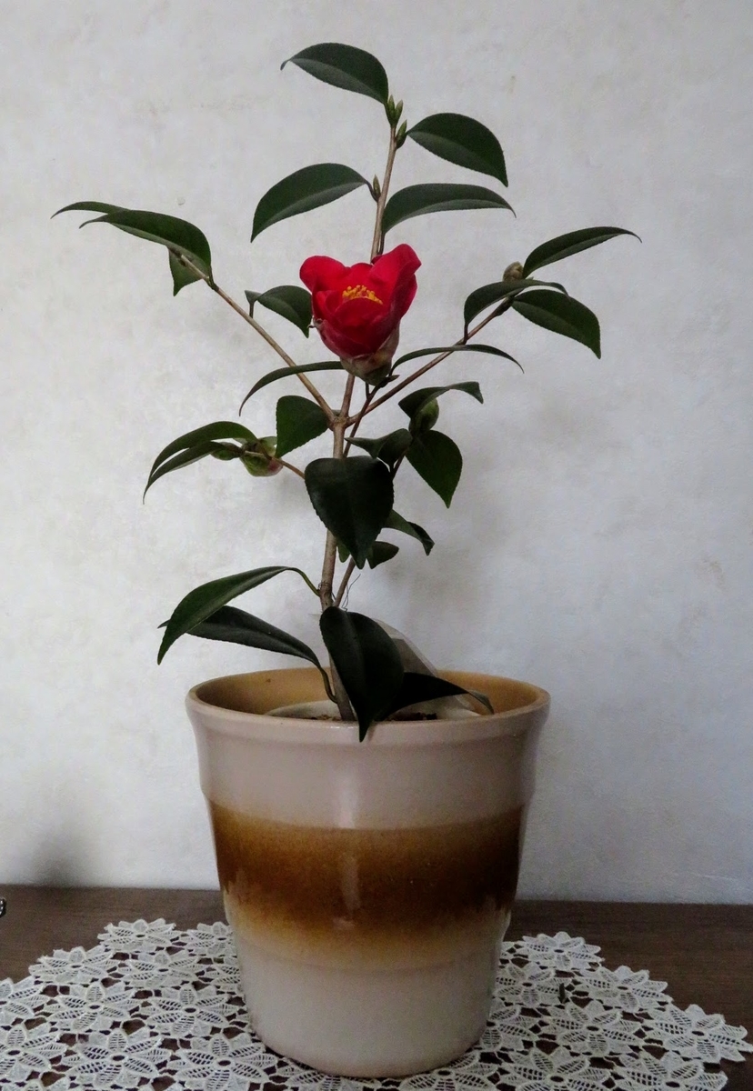 f:id:Jardinage:20220226200938j:plain