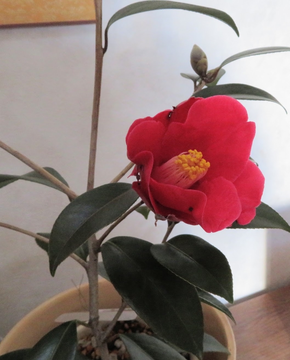 f:id:Jardinage:20220226201726j:plain