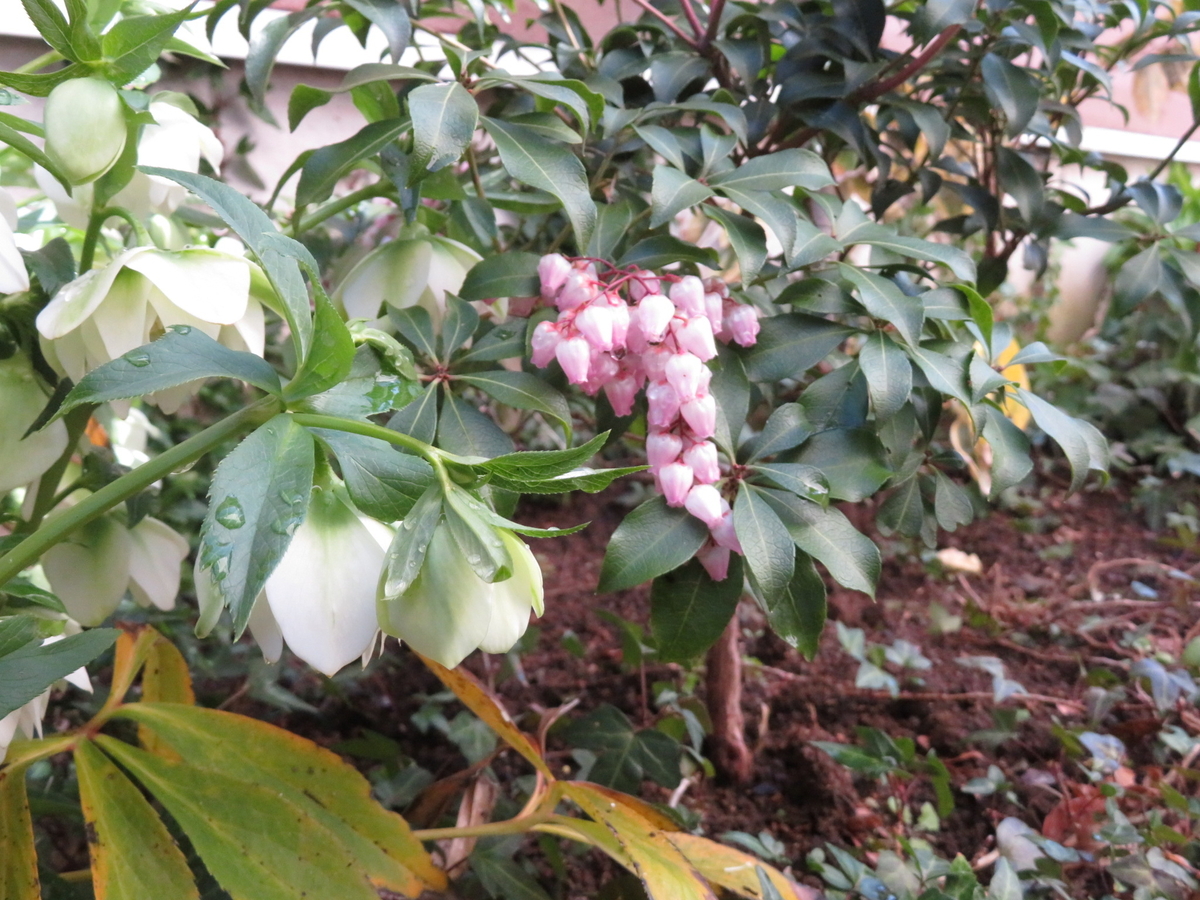 f:id:Jardinage:20220324011244j:plain