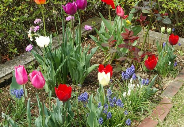 f:id:Jardinage:20220413130412j:plain