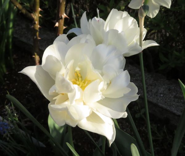 f:id:Jardinage:20220413130830j:plain