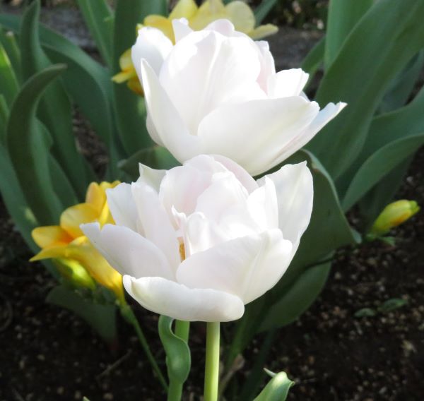 f:id:Jardinage:20220413131143j:plain