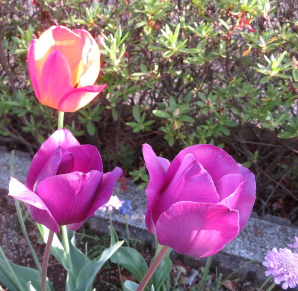 f:id:Jardinage:20220413131443j:plain