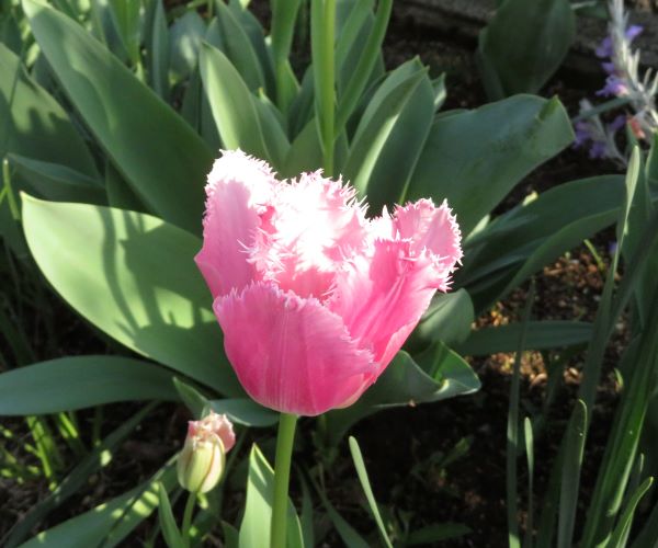 f:id:Jardinage:20220413171330j:plain