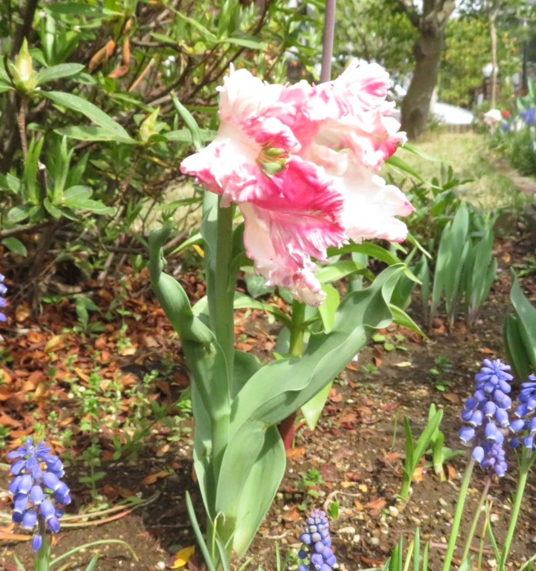 f:id:Jardinage:20220413180245j:plain