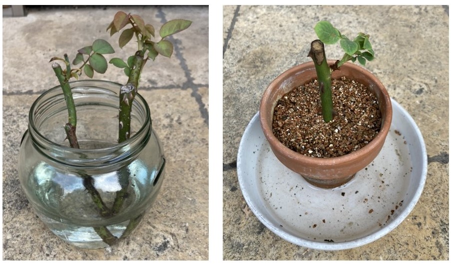 バラの挿し木 挑戦 その② - 季節の草花と一緒にお茶でも