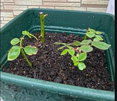 バラの挿し木 挑戦 その② - 季節の草花と一緒にお茶でも