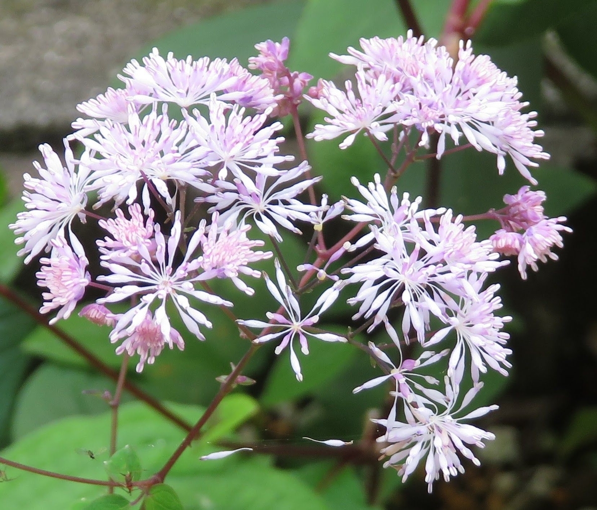 紫唐松 紫式部 季節の草花と一緒にお茶でも